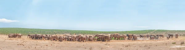 More than 200 elephants waiting to drink — Stock Photo, Image