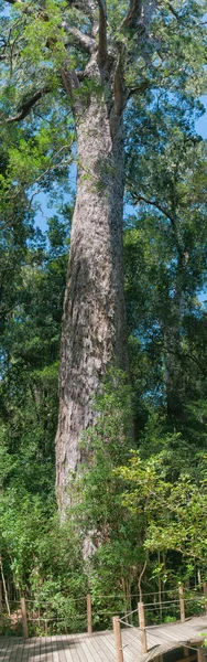1000-летнее желтоватое дерево — стоковое фото