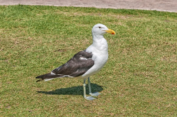 Gaviota algas, Larus dominicanus —  Fotos de Stock