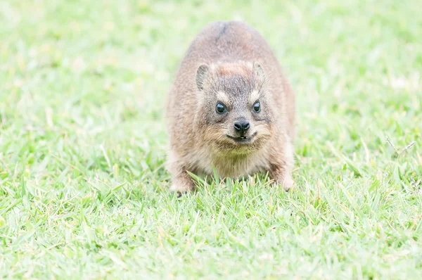 Rock Hyrax face shows forward movement and attack — Stock Photo, Image