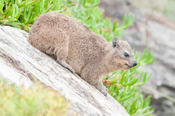 Roca Hyrax sobre roca inclinada — Foto de Stock