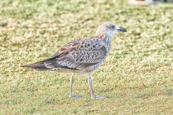 Immature kelp gull — Stock Photo, Image