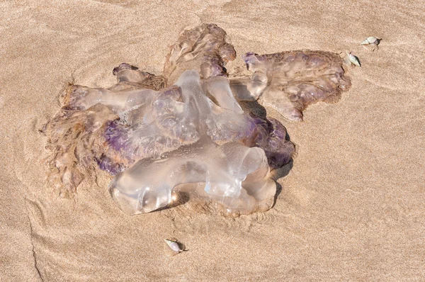 Medusas en una playa con conchas de arado de dedo carroñero — Foto de Stock