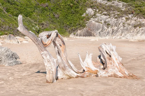 Natural wooden sculpture — Stock Photo, Image