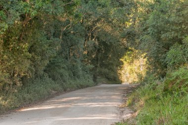 Yol Knysna ormanı