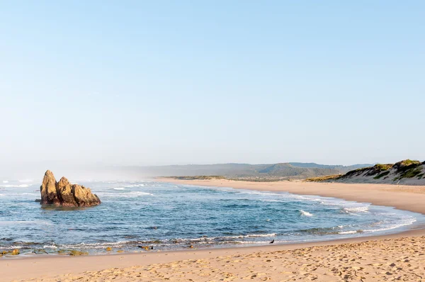 Buffelskop 在清晨海滩场景 — 图库照片