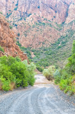 Nuwekloofpas Baviaanskloof azalan ıslak 