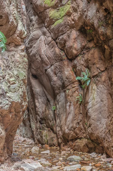 El sendero Waterkloof en Bo-Kloof —  Fotos de Stock