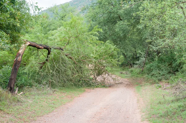 Yolun Baviaanskloof aracılığıyla kırık ağaç engeller — Stok fotoğraf