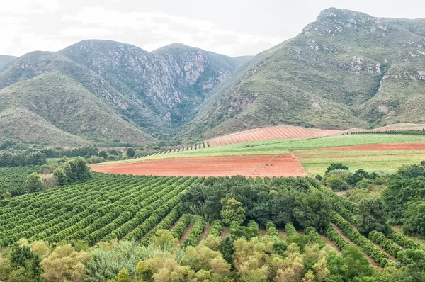 Cultivo de cítricos y maíz en el Baviaanskloof — Foto de Stock