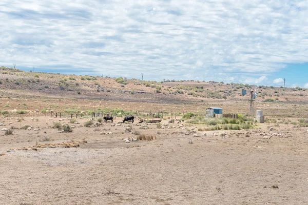 Cena típica da fazenda de Karoo árido — Fotografia de Stock