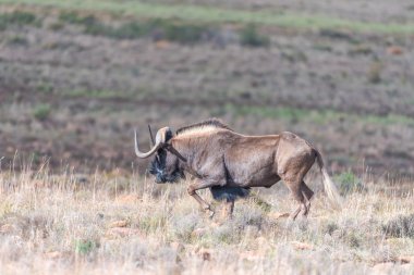 Ak kuyruklu gnu olarak da adlandırılan siyah wildebeest