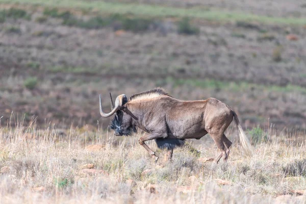 Zwarte gnoes, ook wel genoemd een white-tailed gnu — Stockfoto