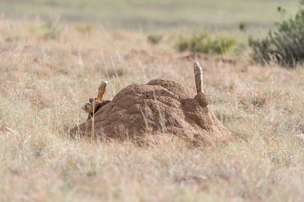 Plants growing on an anthill — Stock Photo, Image