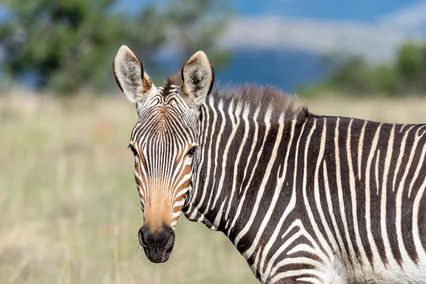 Berg-Zebra blickt in die Kamera — Stockfoto