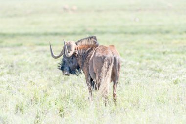 Black wildebeest, also called a white-tailed gnu clipart