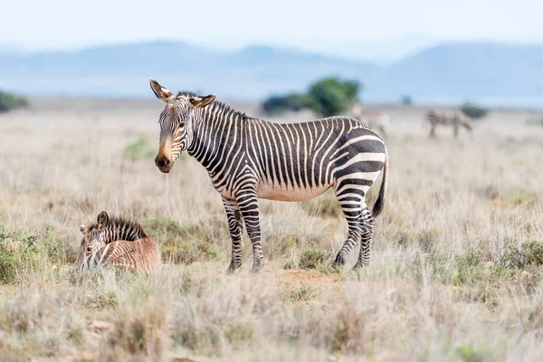 Égua de zebra montesa com potro — Fotografia de Stock