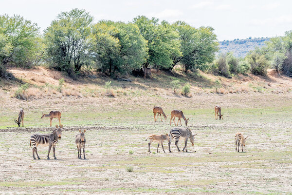 Mountain zebras with Greater Kudus grazing