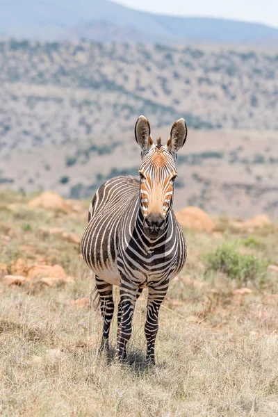 Gestante égua zebra montanha — Fotografia de Stock