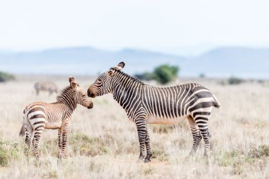 Mountain zebra mare with foal clipart