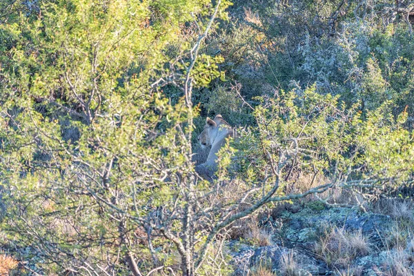 Leona escondida entre árboles — Foto de Stock