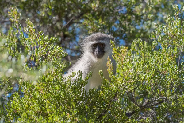 Vervet monkey in a tree — Stock Photo, Image