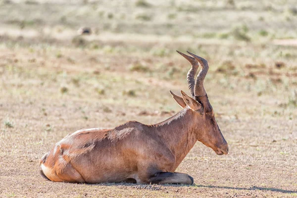 Red Hartebeest deitado — Fotografia de Stock