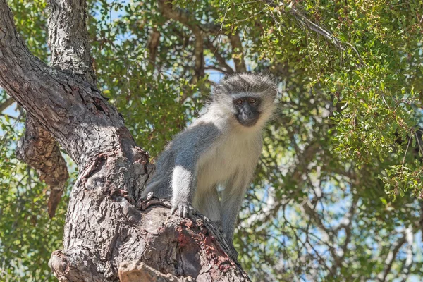 Верветная обезьяна на дереве — стоковое фото