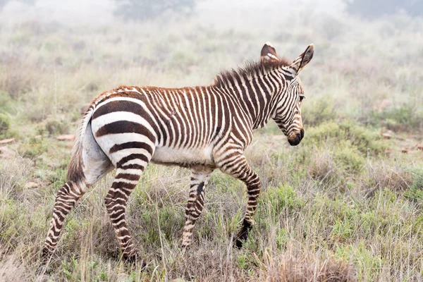 マウンテン ゼブラ子馬霧深い条件でウォーキング — ストック写真