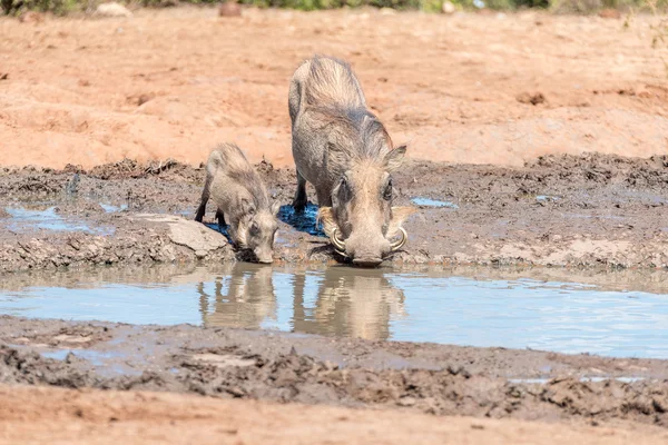 Warthog sow and piglet drinking water — Stock Photo, Image