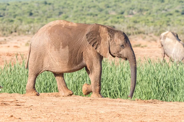 Vitello elefante che cammina — Foto Stock