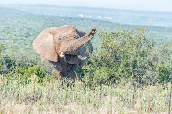 Elefante mirando hacia la cámara — Foto de Stock