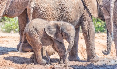 Aile grup tarafından kuşatılmış fil buzağı