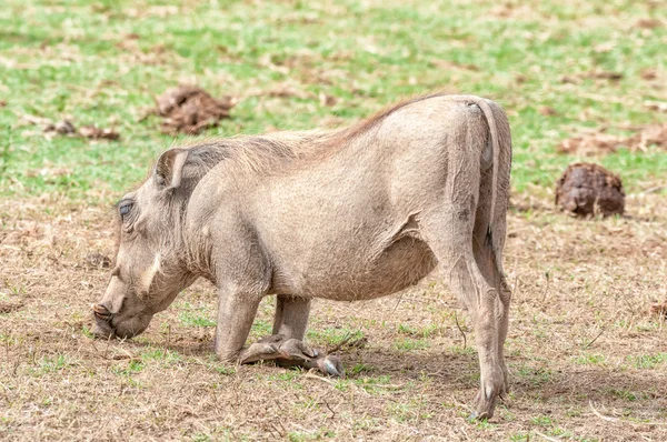 Warthog kneeling to graze — Stock Photo, Image