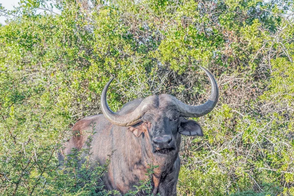 Kaapse buffels op zoek naar de camera — Stockfoto