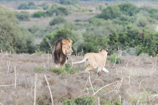 Leões machos e fêmeas interagindo — Fotografia de Stock