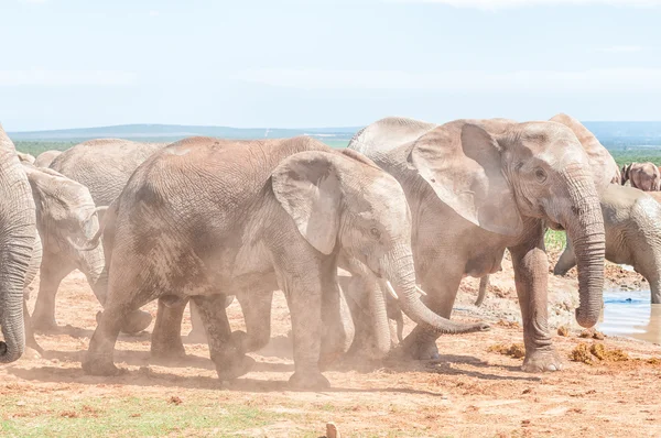 Elefantes africanos cubiertos de barro caminando en el polvo — Foto de Stock