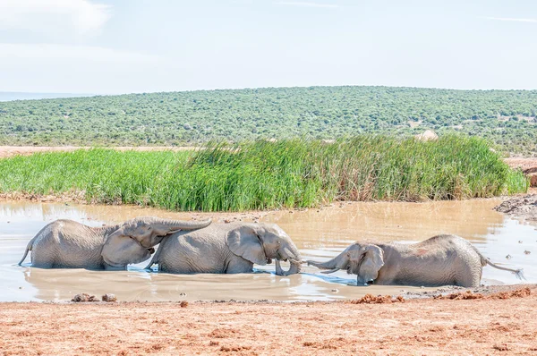 Tři sloni hrají v vodní díry — Stock fotografie