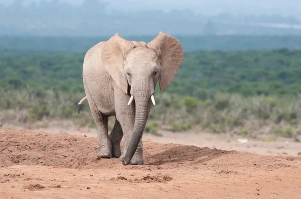 Jonge volwassen olifant wandelen — Stockfoto