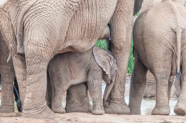 Elefante ternero entre sus piernas madres —  Fotos de Stock