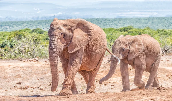 African Elephant mother and calf — Stock Photo, Image