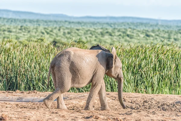 Ternero elefante caminando — Foto de Stock