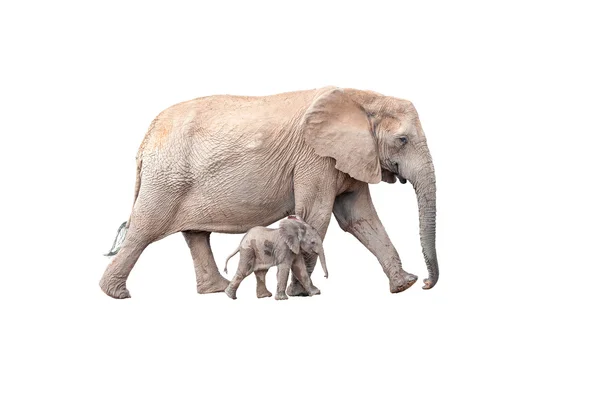 Kleine olifant kalf lopen naast moeder geïsoleerd op wit — Stockfoto
