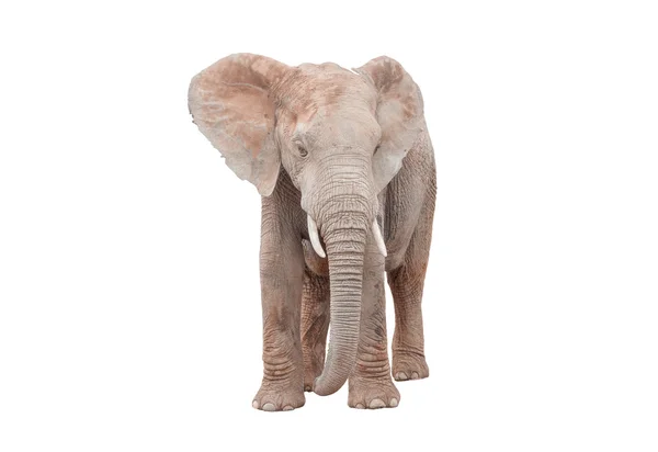 Vrouwelijke Afrikaanse olifant geïsoleerd op wit — Stockfoto