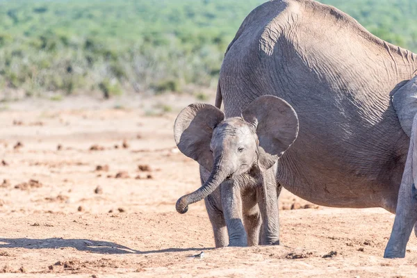 Young African Elephant calf flapping ears — Stock Photo, Image