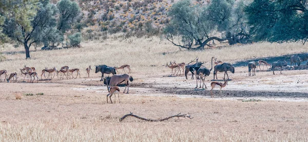 Oryx Gnus Springbok Avestruzes Buraco Água Árido Kgalagadi — Fotografia de Stock