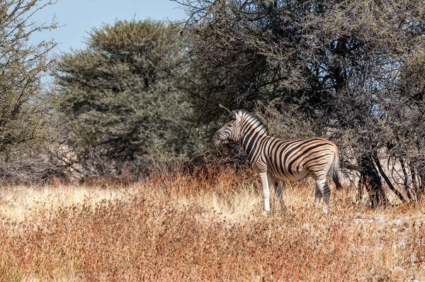Uma Zebra Burchells Entre Árvores Norte Namíbia — Fotografia de Stock