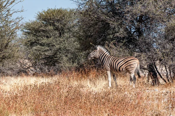 Una Cebra Burchells Entre Árboles Norte Namibia —  Fotos de Stock