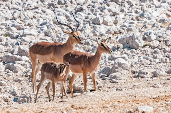 Carnero Impala Cara Negra Oveja Ternera Entre Rocas Blancas Norte —  Fotos de Stock