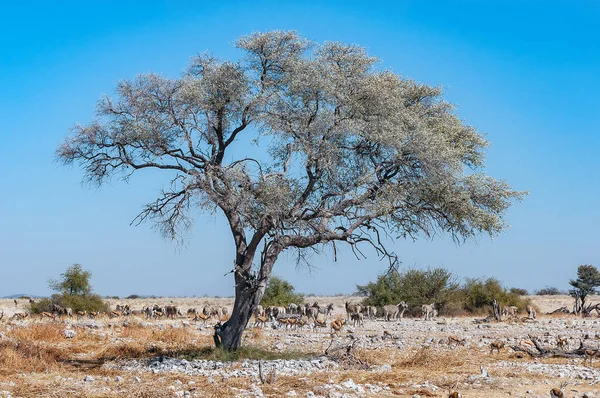 Burchells Zebras Springbok Walking Large Tree Northern Namibia — Stock Photo, Image